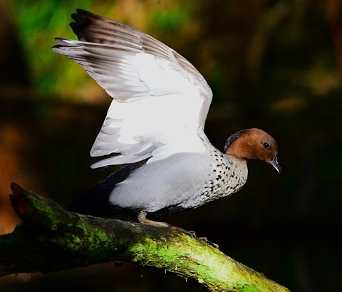 Duck with outstretched wings