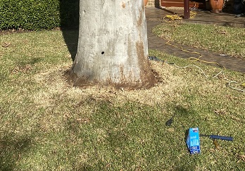 Council Warning Over Residential Tree Poisonings City Of Monash   Poisoned Tree Cropped Website 2 