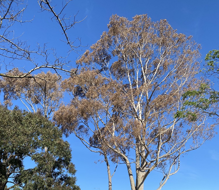 Council Warning Over Residential Tree Poisonings City Of Monash   Poisoned Tree Cropped Website 