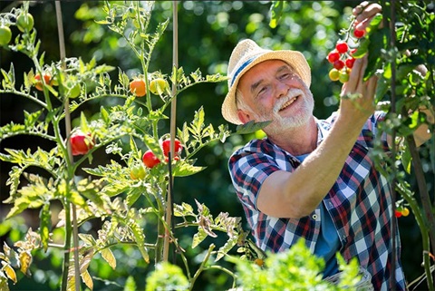 Senior man holding cherry tomato in the garden