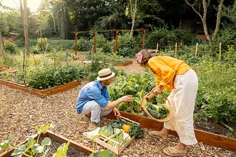 Man and woman harvesting greens