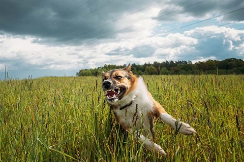 Aggressive dog running outdoors