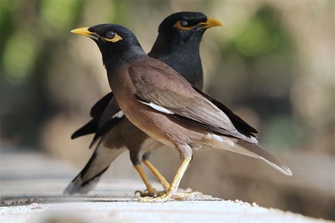 Indian Myna bird