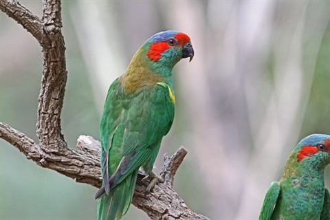 Musk Lorikeet