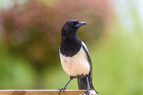 Magpie standing on a garden bird table