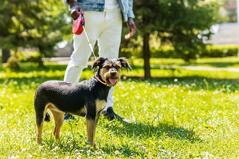 Man walking with his dog