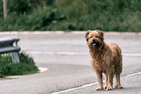 Stray dog standing motionless