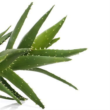 Aloe vera