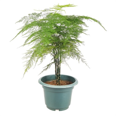 Asparagus fern