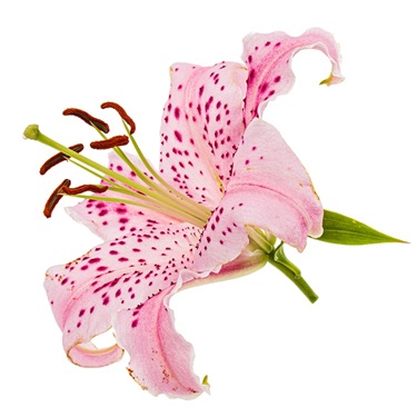 Oriental lily