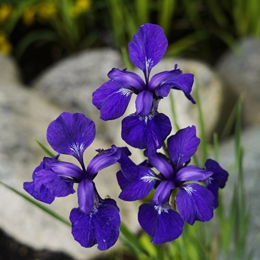 Irises