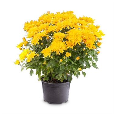 Chrysanthemums