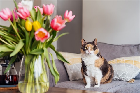 Cat with tulips