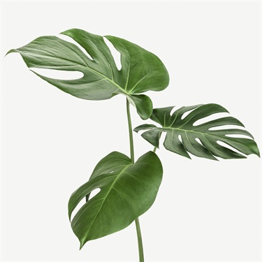 Monstera