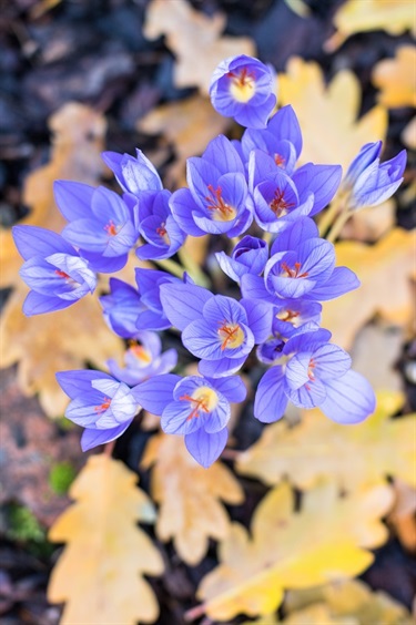 Autumn crocus