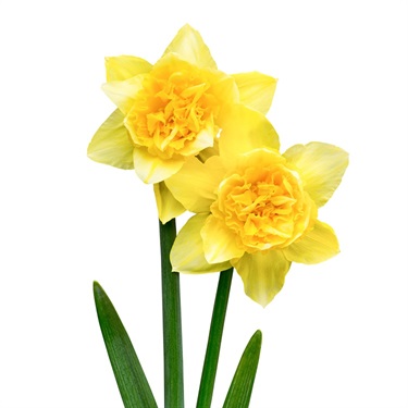 Daffodils