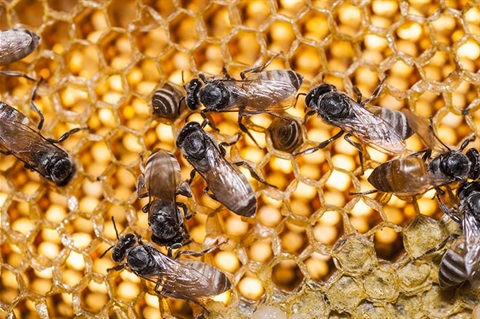 Working bees on honey cells