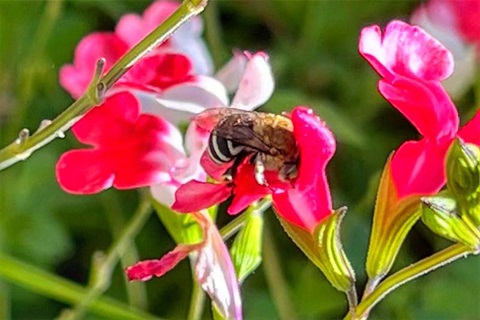 Bee pollinating a flower