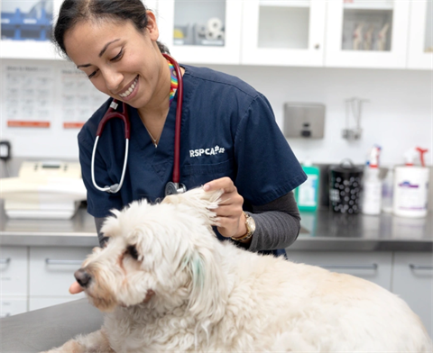 An RSPCA vet checks over a dog