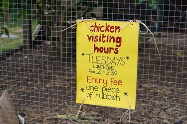 Litter to Enter Chicken Coop - Clayton North Primary School