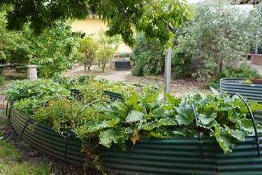 Veggie Planting - Clayton North Primary School