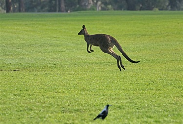 A Hopping Kangaroo in Jells-Park