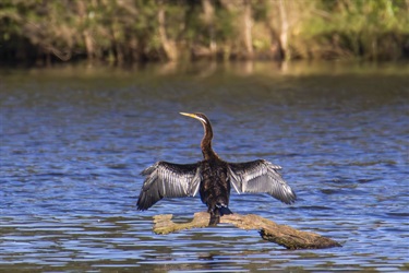 Australian Darter Poised for its Morning Feast