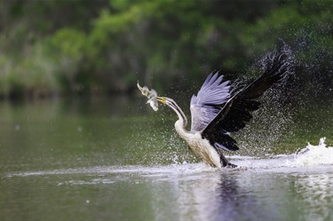 Australian Darter Picks up Heavy Meal Delivery