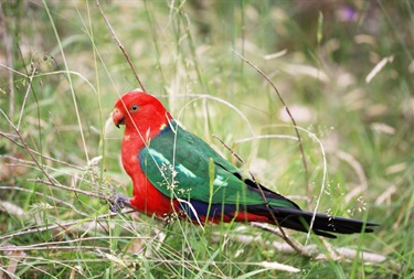 Australian King Parrot