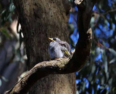 Baby Noisy Miner Waiting For a Feed