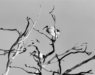 Black and White Ibis Armageddon