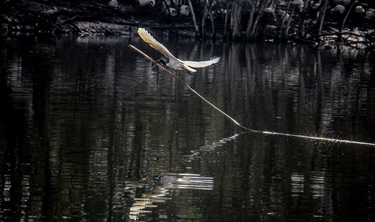 Black Headed Ibis and their environment