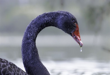 Black Swan and a droplet