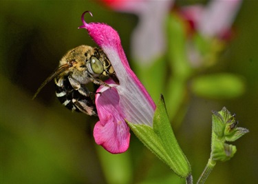 Blue Banded Bee on Salvia in our Garden