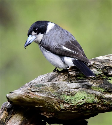 Butcher Bird in The Valley Reserve