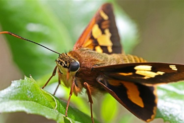 Butterfly Close up