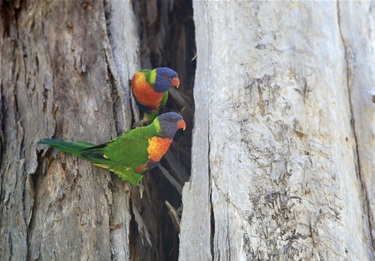 Colourful Parrots