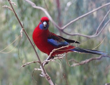 Crimson Rosella