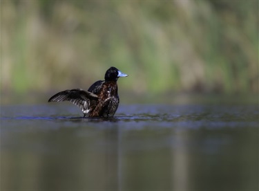 Endangered Happy Blue Bill Duck