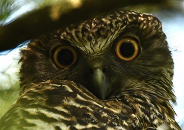 Eyes of an Owl.