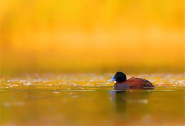 Golden Moment with Blue Billed Duck