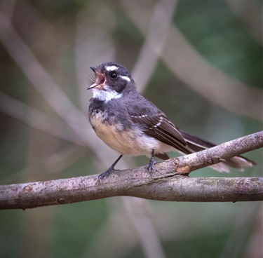 Grey Fantail Calling