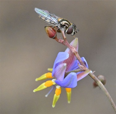 Hoverfly on Dianella