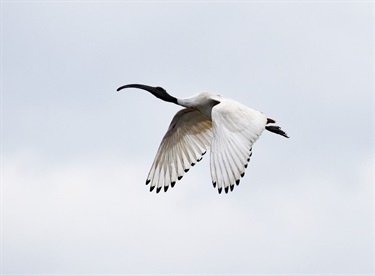 Ibis in Flight