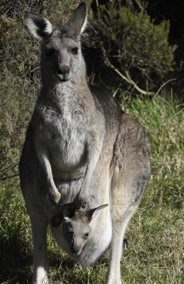 Kangaroo and joey