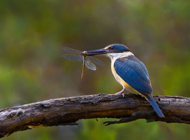 Kingfishers feast