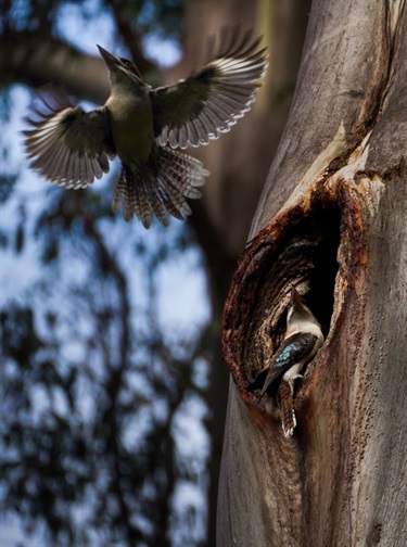 Kookaburras hollow