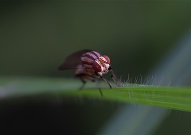 Lauxaniid Fly on a Blade of Grass