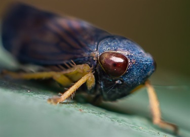 Leafhoppers eye