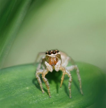 Leap of Curiosity - The Jumping Spiders Perspective